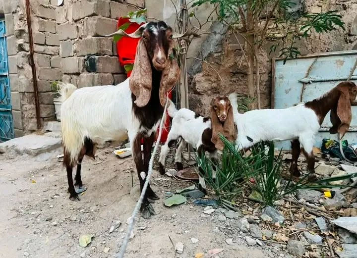 متاح عنز للبيع هي وبناتها ثنين عنز حلابة فحلها وياها سعرهن قفل ٤٠٠ من الاخير ***********
