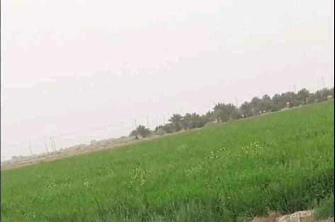 للبيع  طابو زراعي سند 25 100 دونم شاطيه وجه علئ نهر الفرات أكثر من 200متر مزروعه وفيها مضخه كهرباء تسلم الأرض عنده مكاتبه هي وزرع سعر دونم 3 مليون العنوان الديوانية قريبه عن سماوه ولحمزه شرقي ورميثه ***********
