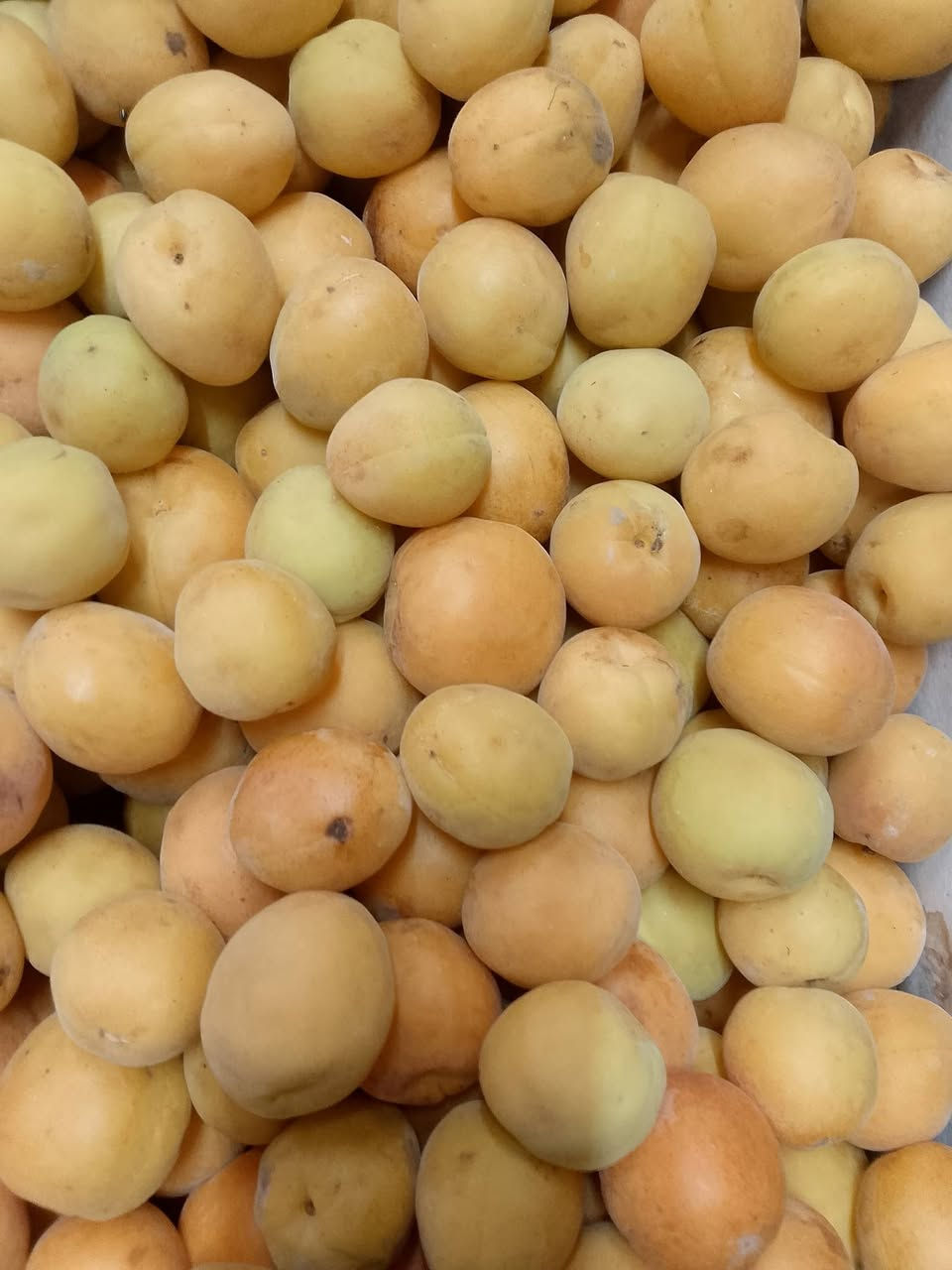 يا سلام عليكم مسواك اليوم 7/2
ملاحضه الحاصل كامل تاخل لمحل

 ركي احمر وحلوو مال كوبري 3كيلوات ب1000 🔪🍉

بطيخ حلوو عسل 🍯 3كيلوات ب 2000
طماطه كيلو 500دينار🍅

بطاطه 3كيلوات ب2000 جبسيه🥔

بطاطه حمره لكيلوو ب1000🥔
اسود باذنجان لكيلو 500دينار🍆

شجر.3ب2000

خيار معلق ب500

لهانه حمره ووخضره ب1000

شوندر كيلوو 1000🌰

باميه كيلو 1500

تفاح كاغداني ابيض عراقي ب 1000

عنب عراقي حمر وخضر كيلو ب 1000🍇

عنب حلواني كيلو ب1000🍇

موز لكيلوو 1500🍌

ليمون حامض 🍋 كيلو ب 2500

ثوم كيلو 3000🧄

الو اصفر كيلوو 1.500

عنجاس الو احمر لكيلوو ب1000

طرعوزي 3كيلوات ب 2000

 

بصل احمر شوندر 3كيلوات ب 2000

بصل ابيض 3كيلوات ب 2000

بصل اصفر 3ب2000

بصل حار كيلوو 1000 بعشيقي

عرموط عراقي كيلو ب 1000🍐

تفاح سكري كيلوو ب1500🍏

 

تفاح أصفر وحمر لكيلو 1500

خوخ مسكي ب2000🍑

مشمش كيلوو 1500

كرز🍒 كيلوو 3000الف

رمان كيلوو 2.500

 

موز لكيلوو 1500

فلفل كيلو 1500حار وبارد

برتغال كيلوو ب1500

خضره تشكيله 12ب1000🌿

سلك 2ب1000

عنوانه بدايه شارع الاميرات مجاور ماركه البردي متواجدين من ساعه 6ص إلى ساعه 12منتصف ليل ومن الله التوفيق

ملاحظه لحاصل كامل داخل لمحل

يوجد خدمت توصيل ***********
