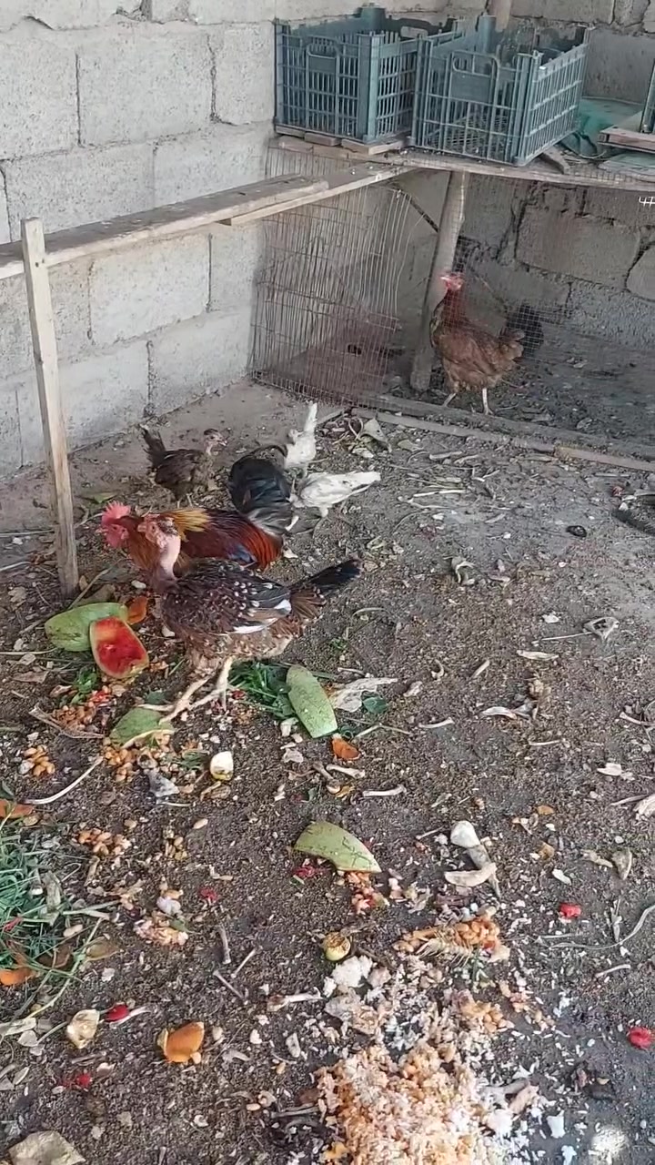 متاح ديج شمسي ودجاجتين
بياضات بكاني كرغوليه سايد الواحد يم زنود ست الحمداني 
***********
