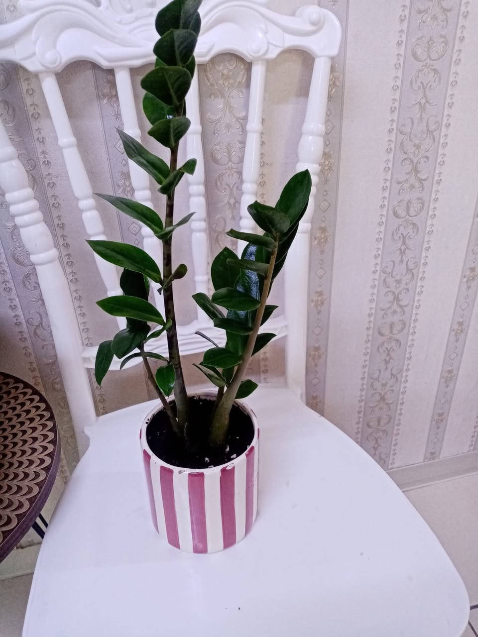 🌿 زرع طبيعي للبيع 🌿

متوفر زرع مائي داخل قارورة أنيقة
ومتوفر زرع مزروع بالتربة داخل سندانات جميلة 🌱

الأسعار تختلف حسب حجم السندانة أو القارورة.

الزرع يضيف جمال وراحة للبيت أو المكتب 💚
للطلب أو الاستفسار راسلنا على الخاص 📩


**إذا كنت صاحب هذا الإعلان وتريد حذفه لأي سبب، رجاءا أرسل رسالة إلى الدعم الفني**