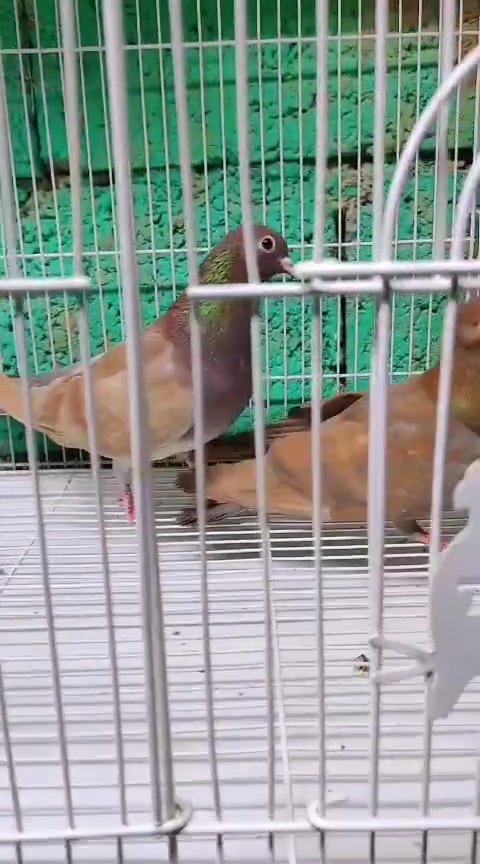 متاح 3 زواج صنعاويات مستورد بحرين نعومه وقرايه🎺🎷
***********
