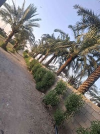 أرض زراعية • ٧ دونم • نخيل ٤٠