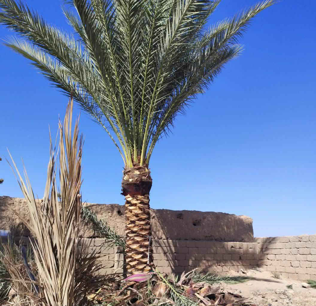 تكريب نخل وكصاص نخل درجه اوله استفسار  ‏‪***********‬‏
