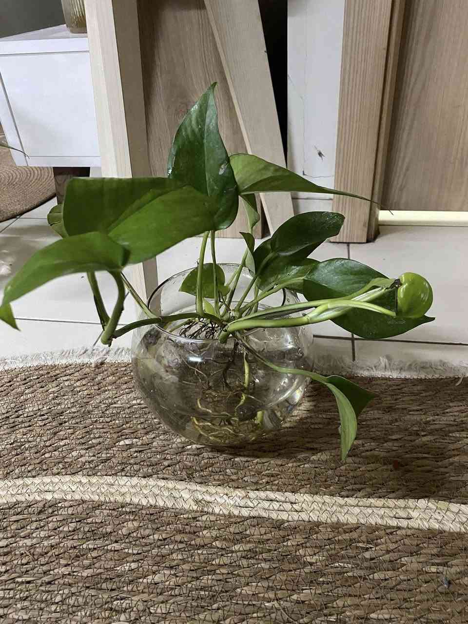 نباتات مائيه 🌿🪴🍀لعشاق الزراعه المائيه للطلب والاستفسار المراسله على الخاص


**إذا كنت صاحب هذا الإعلان وتريد حذفه لأي سبب، رجاءا أرسل رسالة إلى الدعم الفني**