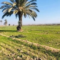 دونم طابو زراعي سند 25 ابو غريب السميلات تصال عله رقم 07804720099