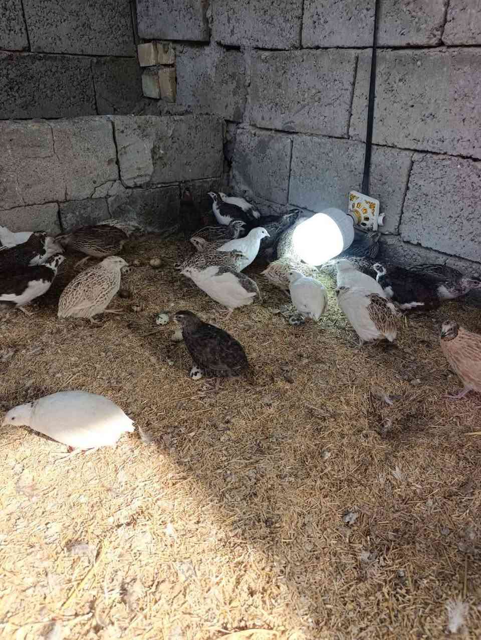 يوجد ديوكه عرب وفراريج +دراج +مريعي +بلابل
***********
