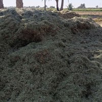 تبن الماش • درجة اولى • خانقين ديالى