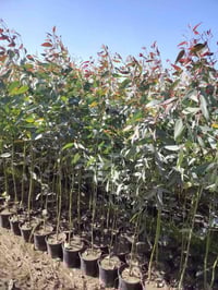 متوفر كالمتوز درجه اولى الاستفسار اتصل على الرقم..  07817951230....   ...