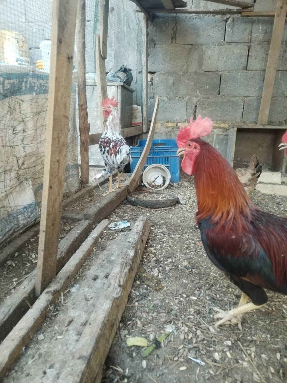 كويتيات للبيع


**إذا كنت صاحب هذا الإعلان وتريد حذفه لأي سبب، رجاءا أرسل رسالة إلى الدعم الفني**
