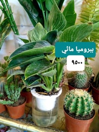 نباتات داخلية ..عصا موسى ديكور نباتات مائية  بتموس درجة اولى   اسمدة N...