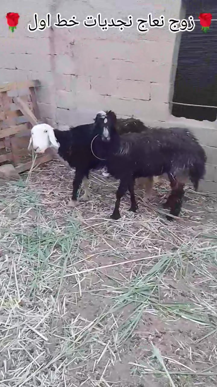 اخوان انا مكلف بالنشر اتصل رقم صاحب الحلال
زوج نعاج نجديات خط اول حلوات وين الجناي الحلال الزين 
زوج شرط خشانه فول نعاج مال مجنوي درجه اولى حلوه 
اثنينهن اعشار وحده اعشار فوك الشهر والثانيه اعشار شهر
مضروبات اسفنجه بس صاحبها ما ينطي ضمان عن المفاشل 
السعر الزوج 600 وبيها مجال الشراي يتصل ويتدلل 
عنوان الانبار ناحيه كبيسه 
لا يوجد توصيل 
*********** واتساب فقط
***********  اتصال فقط
اخوان ملاحظه وحده سن وشطر ونصاح وعلى كل عيب 
وحده بيها خنان وشطور بس شرط النصائح
