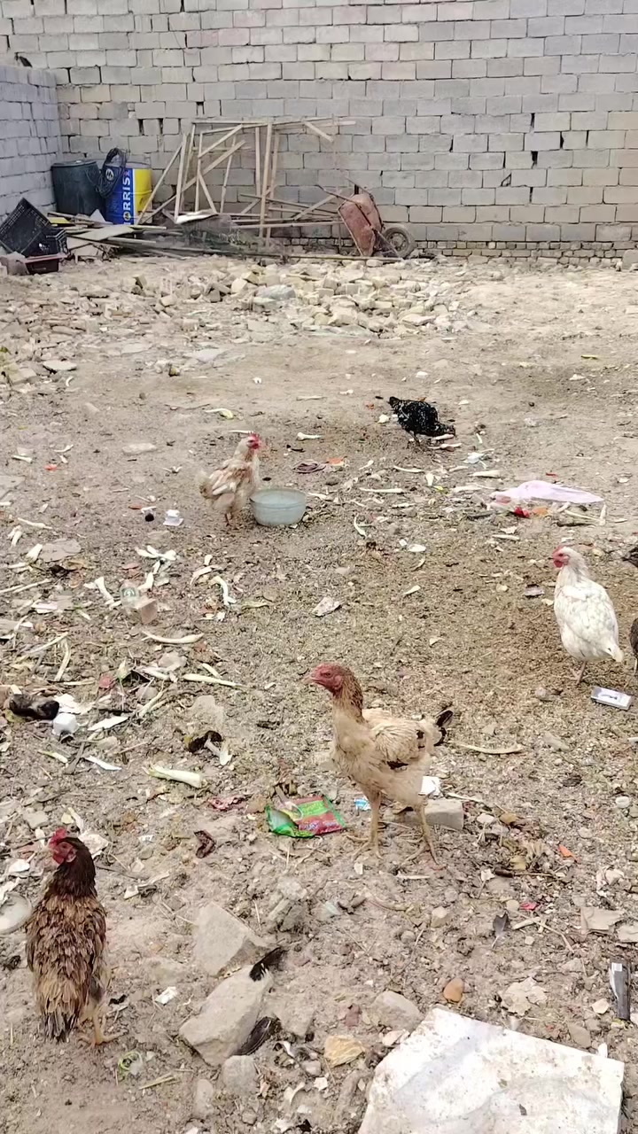 سلام عليكم بيت بناء حديث معه قطعه سعره 15مليون فقط مكان ناصريه قضاء النصر حي العدس شارع ابو حنان بل خير وره بيت عباس عاشور مساحته البيت 200والقطعه 150متر ***********
