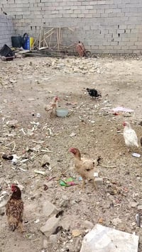 بيت حديث • البيت ٢٠٠م • القطعة ١٥٠م