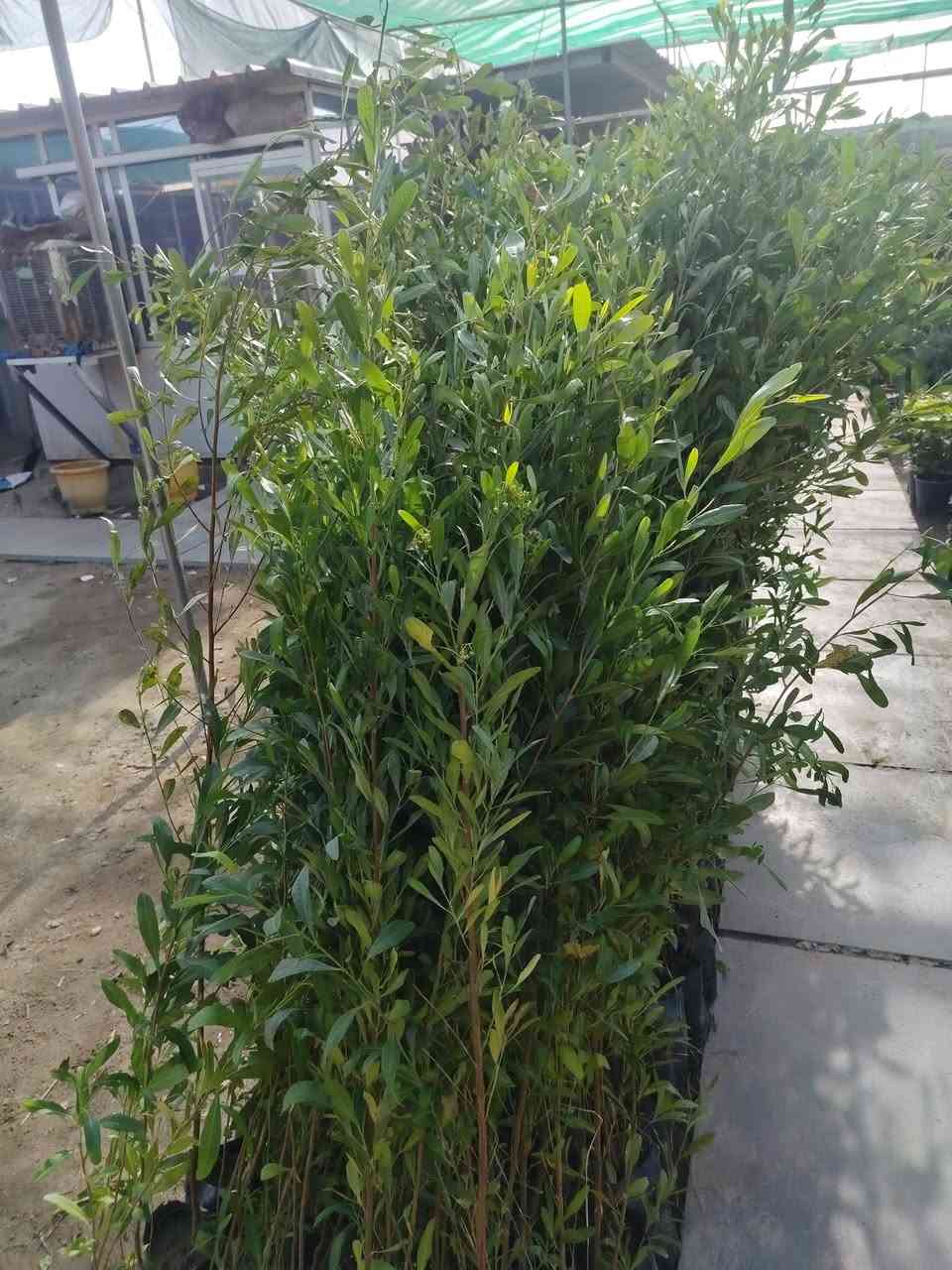 سلام عليكم خوان يوجد كوادر تشجير وتنظيف حدائق كل مساحات بأسعار مناسبه هاذه رقمي متواجد داخل بغداد ملاحضه أي شي تردون موجود هاذه رقمي نتصل دللون ***********/***********/عبدالله
