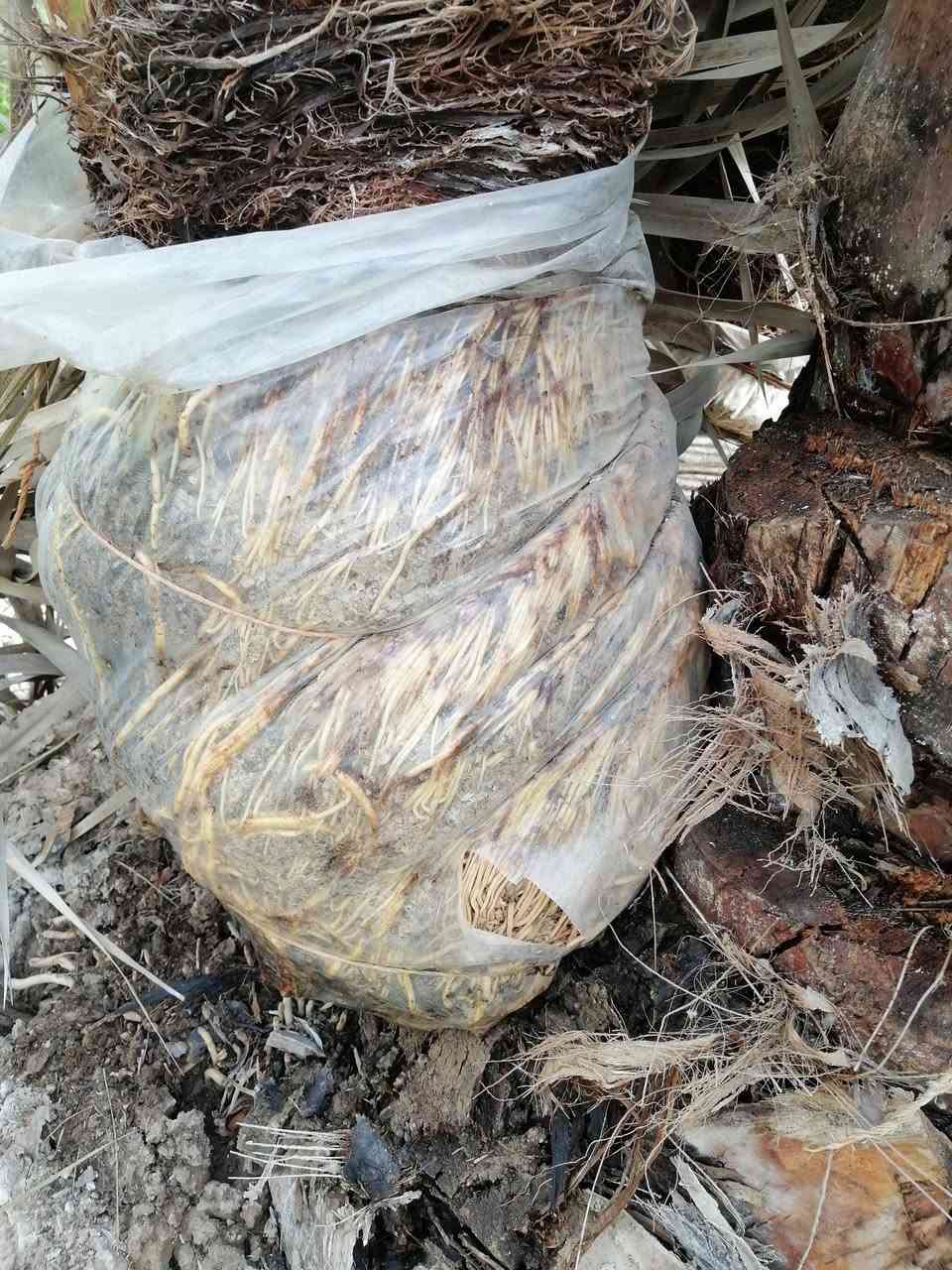 السلام عليكم
يتوفر فسائل برحي حر متعهد حجم كبير العدد ٣ فسائل
مجذر وجاهز للشلاع كما موضح بالصور
الراغب بالشراء اتصل وتدلل ***********
كما يتوفر فسائل اسطه عمران وعويدي وحساوي
