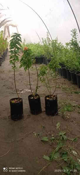 تشكيله مرتبه 😉 
واسعار رمزيه 🫰

بمشتل بابل بفضل الله تشكيله مميزه من الاشجار الخارجيه المقاومه لاجوائنا  والضروف الصعبه متوفره في مشتلنا بكميات كبيره 

                         اذا موه شراي لا تشلع كلبي 😁
                              #للجمله_فقط 
#وبأسعار_مناسبه_لاصحاب_المشاتل_والدوائر_البلديه_ #والمشاريع_وحملات_التشجير
#العنوان / بابل طريق حله نجف رارنجيه المجريه 
للاستفسار //             👇
#ابو_دانيال.    ***********
