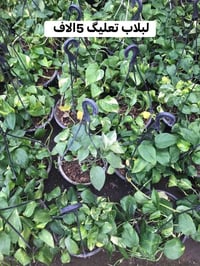 عرض رمضان • مشتل الحاج يونس • الامين الثانية