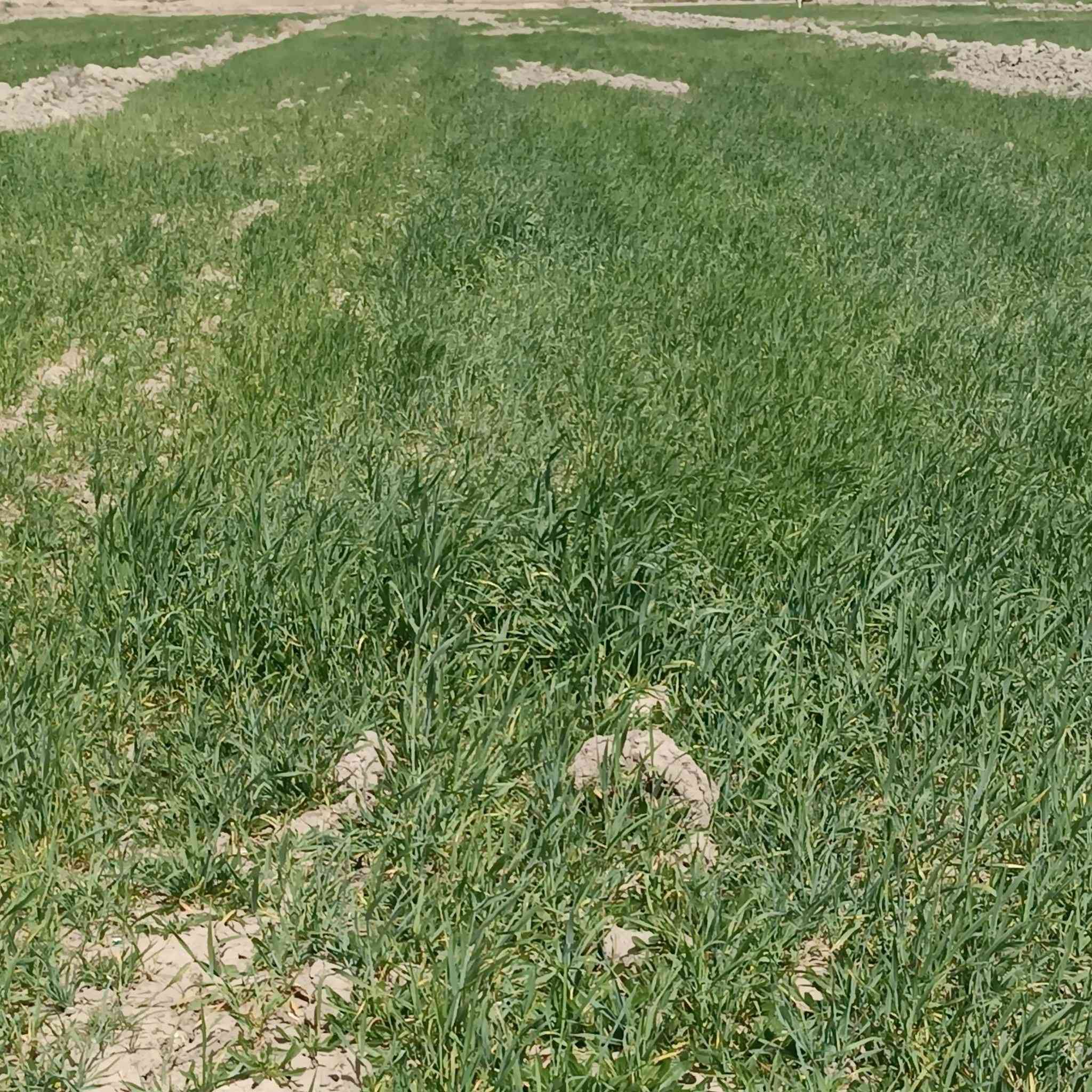 السلام عليكم دغل للبيع 7دونم
المكان قرية الصوالح الاتصال على الرقم ***********
