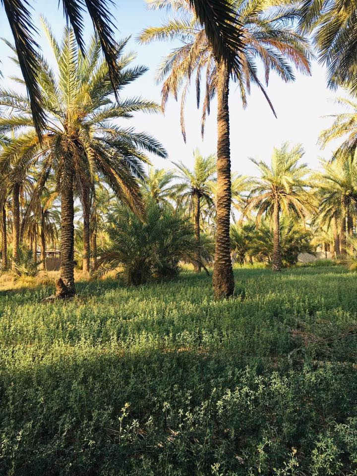 السلام عليكم بستان اللبيع المساحة دونم وربع سند 25 ماء سقي وماء اسأله وكهرباء المكان السياحي للبيع  او امراوس بـ بيت كبير حسب القناعة ***********
