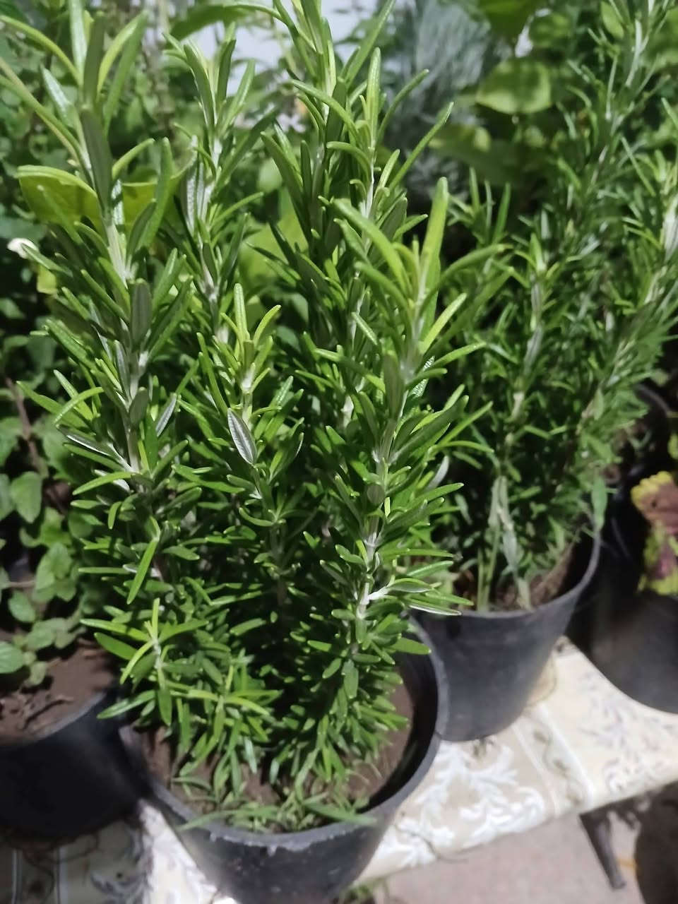 روز ماري  اكليل  الجبل 
نباات خارجي عطري 
روزماري صالح للاكل   نبات عشبي 
علاجي يستخدم  كزيوت علاجيه
 او ماءه ويستخدم كتوابل مع العديد من الاطعمه 
مثل لحوم 
   الاكثار بالاقلام بشهر ١  تحت المظلات
تربه زميج سريعه تصريف ماء 
افضل سماد داب والخنس
تصنف من نباتات التي تعطي طاقه ايجابيه 

السعر السندانه/    3 الف 

عنوان تقاطع 7 نيسان داخل 

للحجز والاستفسار 
🪴☂️... ***********
ملاحظه توصيل فقط داخل خانقين 
ولا يتوفر توصيل محافظات
