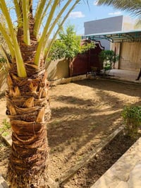 اشتقل جميع الحدائق والبساتين  وتنظيف الحدائق من الدغل وتقليم الأشجار و...