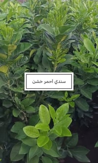 مشتل عروس الفرات • أشجار مثمرة • تفاح شرابي