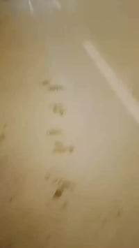 قطع ارض • بعقوبه المركز • كورنيش ديالى