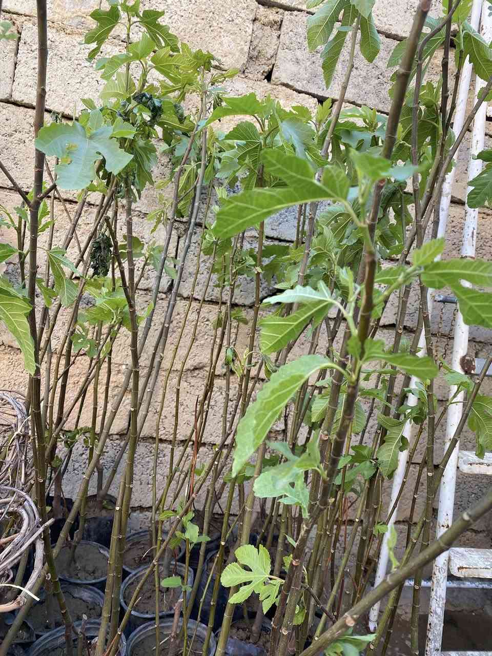 يوجد جميع انواع الشتل لبيع 
برتقال 3,500
سندي3,000 
لالنكي3,000
تين نوع اول 3,000
عنب 3,000 
توكي 2,000
لرنج2,000
تين نوع ثاني 2,000 
تربته متموس3,000
استفسار اتصال واتساب ***********
اتصال رقم ***********
