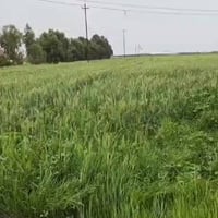 ٥ دوانم • بيت ٢٥٠م • سند ٢٥ زراعي