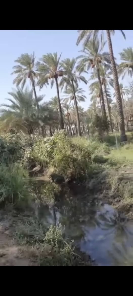 المدائن )
بيع مستعجل لاضيعه من اديك
توجدارض زراعيه مساحه( نصف دونم ) طابو  ملك سند ٢٥  الارض فارغه وموقع جميل وصالح للزراع
يصلح شالي موقع  وكل اصحب المزارع بهذا الموقع تعال)  .
  اقل عرض حاليا  العنوان بغداد المدائن     (( الأسعار في صعود لكون الارض قريب عليها جسرين حاليا في المراحل الاولى للتشيد وتم نصب ركائز للجسرين واحد متجه للدوره باتجاه الجعاره والآخر  لمركز بغداد لفك الاختناق المروريه في مجمع شقق بسمايه والمنطقه عامه
   ثاني يوم فتح بيان للمشتر ي في طابو المدائن
للاستعلام الاتصاى ***********  بي واتساب وكيل صاحب الارض ...... 

      (بارك الله بعمل الخير ) بغداد, العراق
