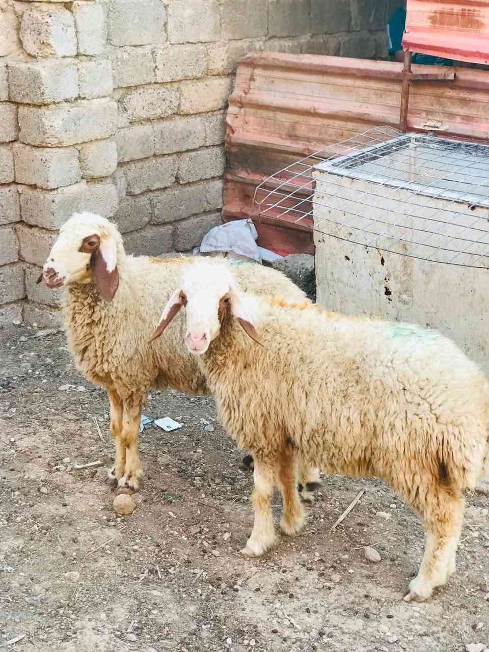 السلام عليكم دجات للبيع بعدهن مامبدلات نظاف مالات جنية السعر خاص الاتصال على الرقم ***********
