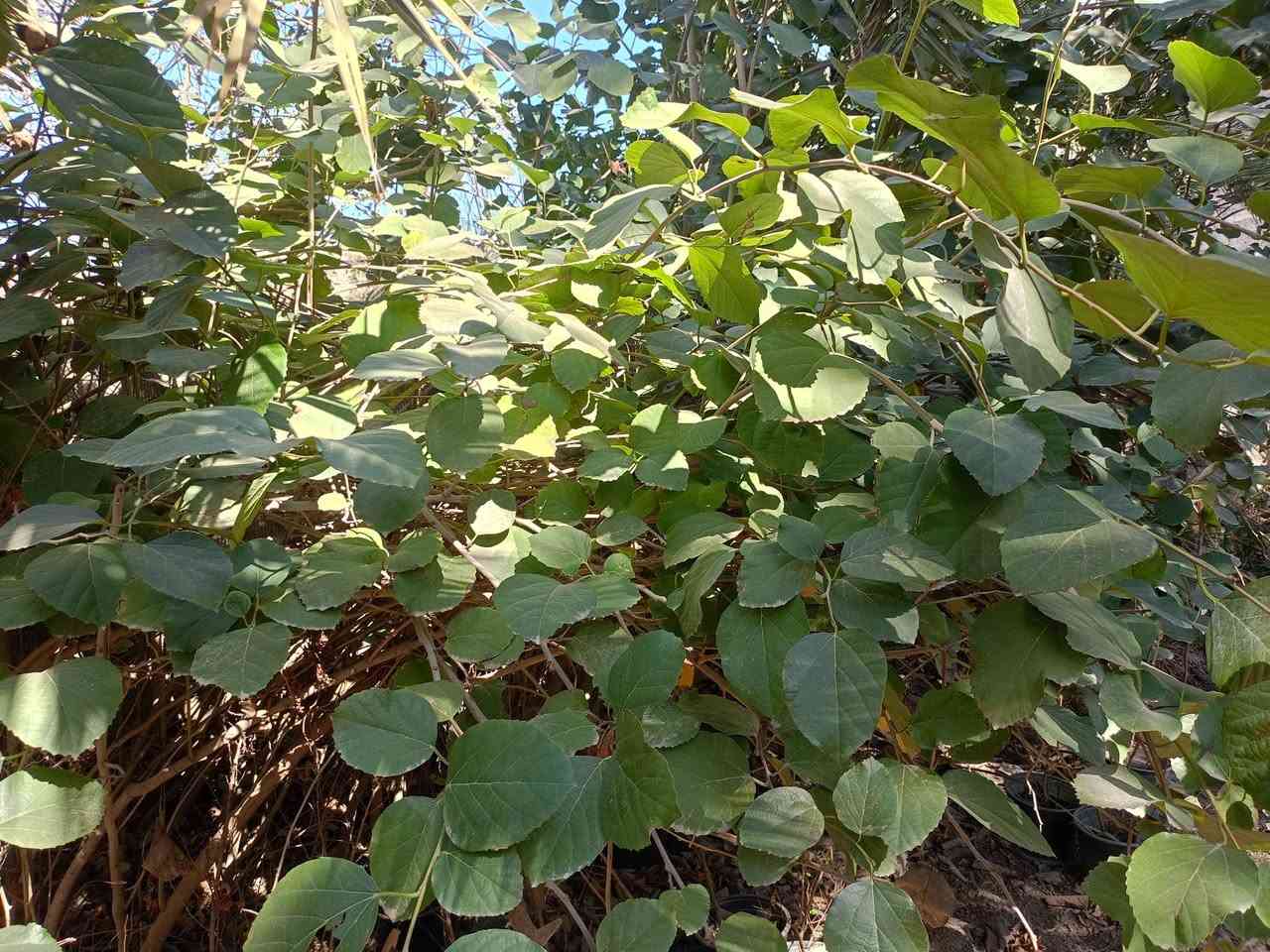 مشتل كرار الزراعي الأسعار جمله فقط
بمبر امايات حجم سندان 24 ارتفاع شتله مترين اله ع 3متر وأكثر عود جبر بي واحد انج هم 
سعر 5٫250
العدد بيهن موجود 250شتله 
تحياتي الكم احبتي متابعين 
العنوان بغداد الكريعات يم وقف سني 
واتساب ***********
