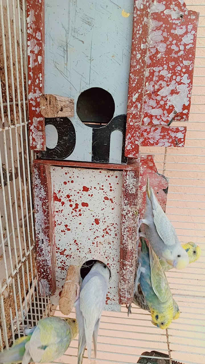 متاح للبيع طيور الحب عدد 9 بيهم اميات وبيهم افراخ
الزوج 15واذا شلع بيهم مجال المكان الانبار الرمادي قريه ابو طيبان الاستفسار خاص او الاتصال على الرقم واتساب ***********
