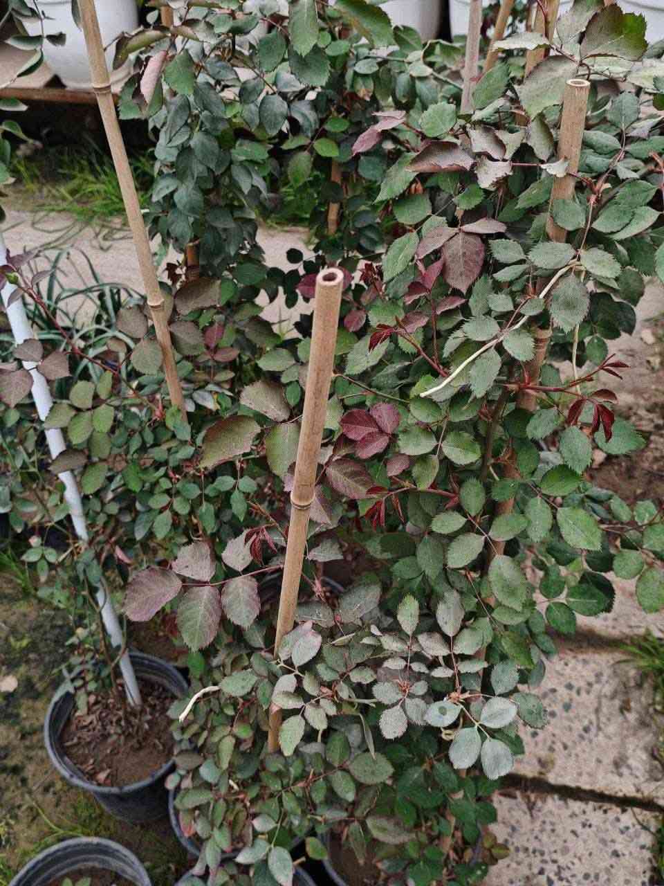 جوري متسلق
 توفر في مشتل المهندس الزراعي
عنوان حله طريق حله كربلاء عمود ١٠٣ قرب مول اهل الخير *********** توجد خدمه توصيل داخل الحله
