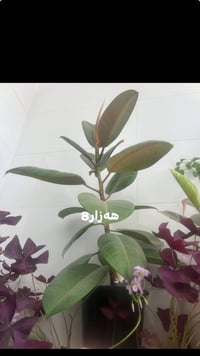 شوین هەولیر
