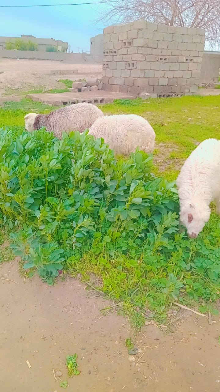 تبارك الرحمن صلي على محمد اخوان طليان العدد3فول خشنات ونشطات ناصحات شرط النصاحه ثلاتثهن فحله متوجهات وين شرايهن بس تربط وحسن من الصور شوف العين مكانهن الزاب الشراي يتصل ويدلل ***********
