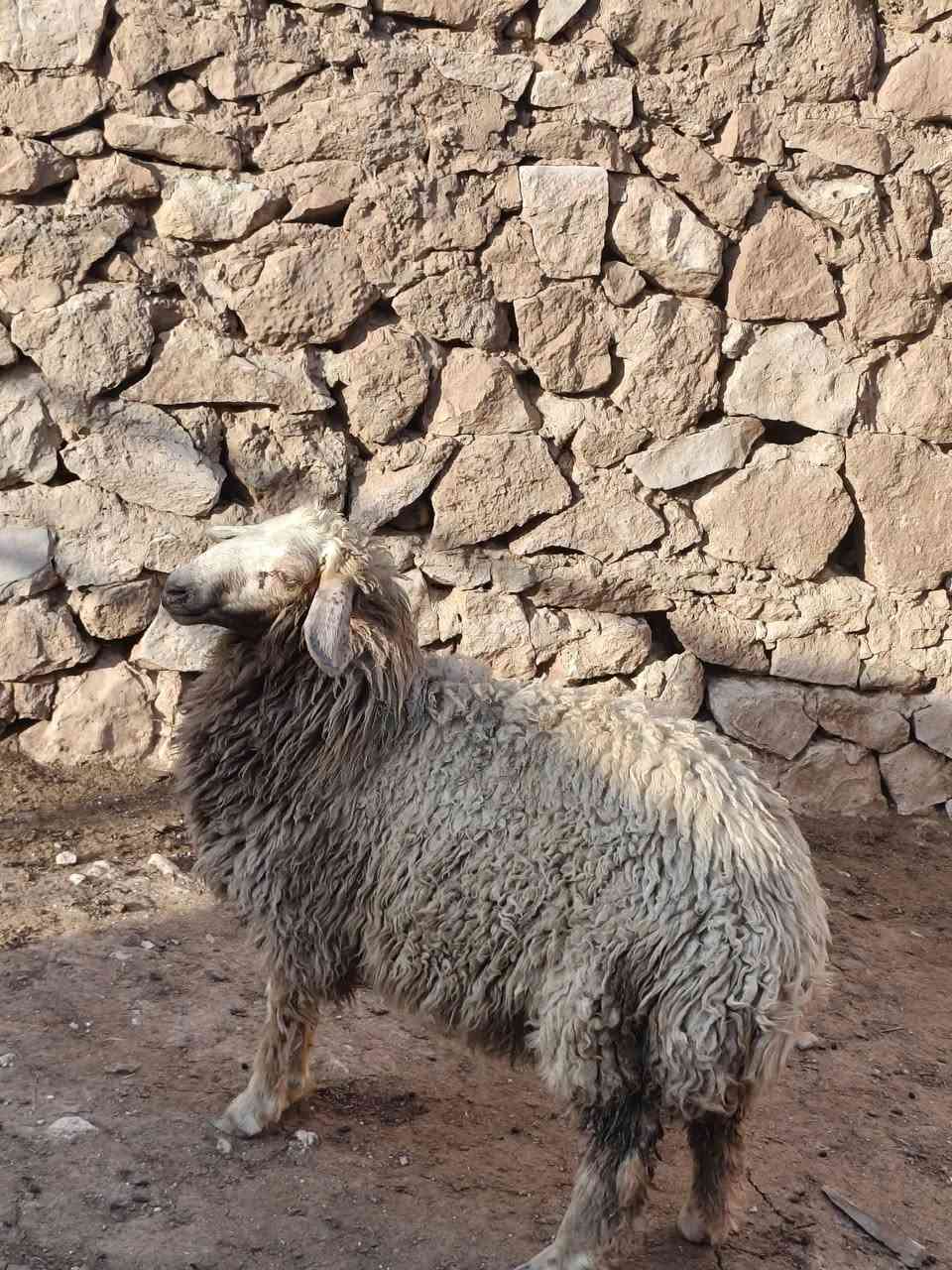 متاح فطيمه عشمه خشنه وشكه طويله وسمن شرط نصاح حلوه رقم واحد وين جنايه عل حلال نضيف درجه اوله فول مكفول سعر خاص مكان بروانه سنجك يوجد توصيل حسب لاتفاق ***********
