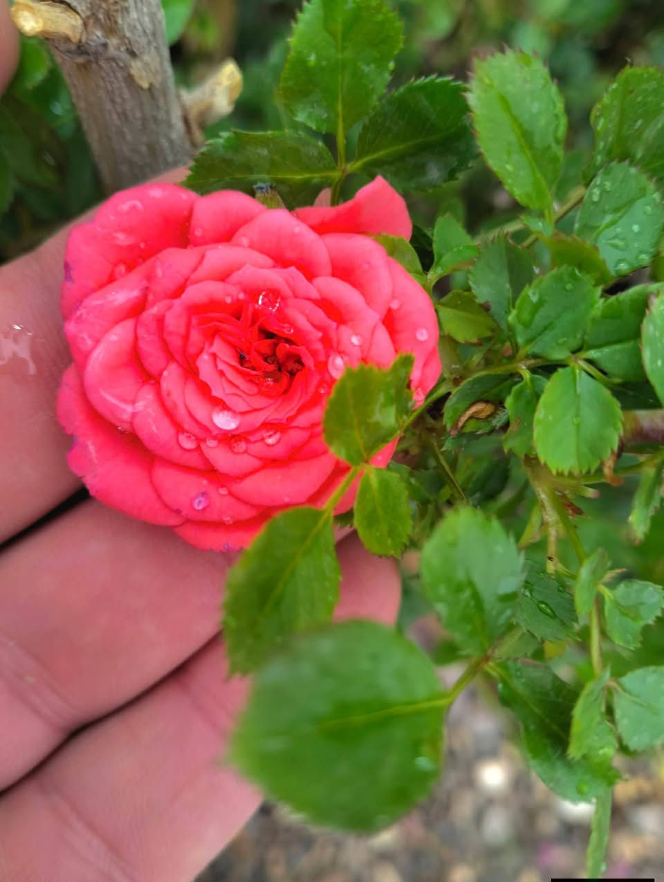 نباتات انتاج عراقي 
تراجي العروس حجم كبير جدا وكثيف 
تراجي العروس حجم صغير 
ورد جوري قطف 
ورد الياسمين متسلق لطلب والاستفسار مراسلة الصفحه يوجد
ورد جوري سلطاني عراقي  خدمة توصيل خانقين جلولاء سعديه


**إذا كنت صاحب هذا الإعلان وتريد حذفه لأي سبب، رجاءا أرسل رسالة إلى الدعم الفني**