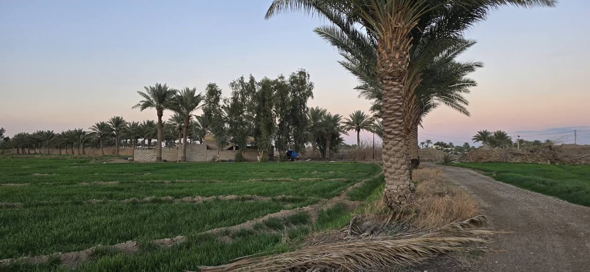 السلام عليكم ارض زراعيه المساحه 6 دونم اصلاح زراعي تحتوي على 27 نخله زهدي حمال الموقع الشوملي قرب جسر الحمزه شوملي تبعد عن الجسر 350 متر وعن سريع بغداد بصره 100 متر الارض صالحه للزراعه مع وجود دار سكني يحتوي على غرفه وصاله واستقبال وحقل مساحته 15 متر 
الخدمات 
ماء اساله 
كهرباء 
ماء سقي 
للاستفسار الاتصال ع الرقم 
***********
