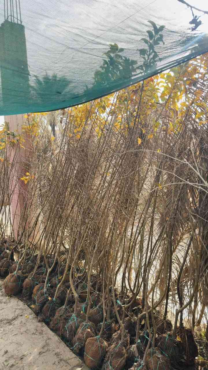 السلام عليكم وصول وجبة جديدة من الاشجار النفضيه بأحجام وانواع مختلفة #م مشتل الزهرة البيضاء مقابل افران البركة مجاور مطعم حكاية وماركة الغانم 
هـ***********
