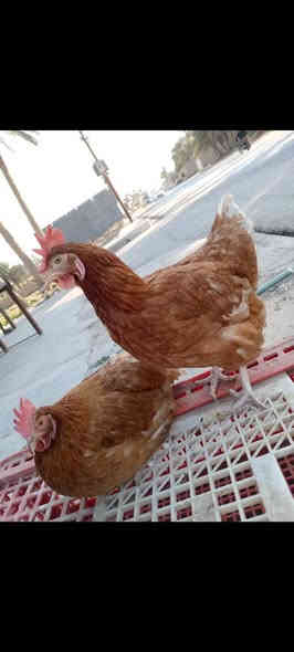 دجاج احمر للبيع
سعر الدجاجه الوحده ب5000
العنوان حديثه شارع العام قرب جامع السيد احمد الرفاعي مجاور علوة شعيب الفراجي

*********** واتساب اتصال
