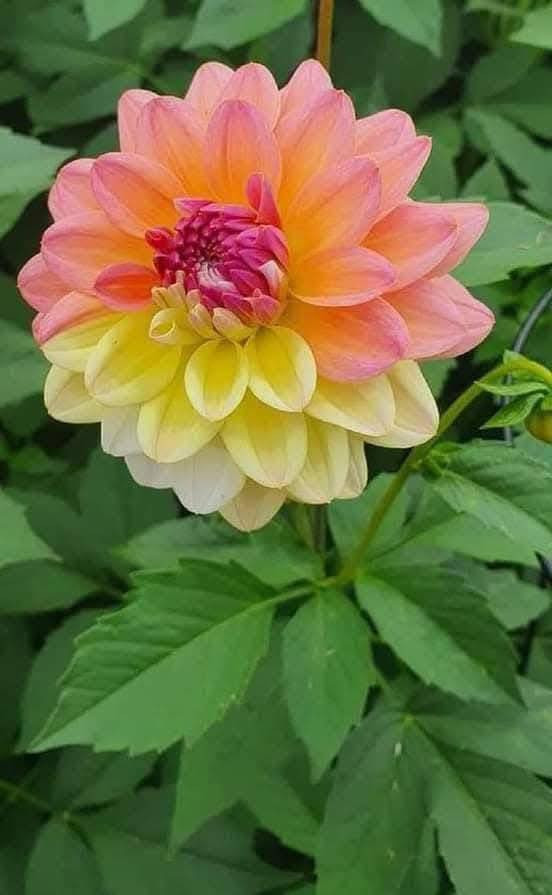 🌸 زهور #الداليا 
هي من أجمل نباتات الزينة المزهرة وأكثرها فخامة وتتميز بأزهارها الكبيرة وألوانها الزاهية والمتنوعة مثل الأحمر والوردي والأصفر والبنفسجي والأبيض 🌺✨
تأتي بأشكال متعددة منها المفردة والممتلئة بالبتلات (تكون الزهرة كثيفه و جذابة جداً ) وبعض الأنواع تكون أزهارها ضخمة جدًا وتعرف باسم “Dinner Plate Dahlia” 😍
الداليا نبات معمر (دائمي) بالأصل لكنه يدخل بمرحلة خمول خلال الشتاء ثم يعود للنمو والتزهير في الربيع والصيف 🩷🌱
تنمو من درنات تشبه البطاطا الصغيرة

#الظروف_الملائمة_للعنايه_بها 
 تحتاج شمس مباشرة 5–6 ساعات يوميًا مع تربة خفيفة جيدة التصريف وري منتظم بدون تغريق 
تستخدم بكثرة في تنسيق الحدائق والأصص والباقات بسبب كثافة أزهارها وجمال ألوانها الساحر 💕

أنتظرونا يتوفر بعد العيد جميع الالوان 

#أزهار_ونباتات_أربيل 🌿 
#معنا_تعلم_الزراعة_من_الصفر 
#نبات_الداليا 🩷😍


**إذا كنت صاحب هذا الإعلان وتريد حذفه لأي سبب، رجاءا أرسل رسالة إلى الدعم الفني**