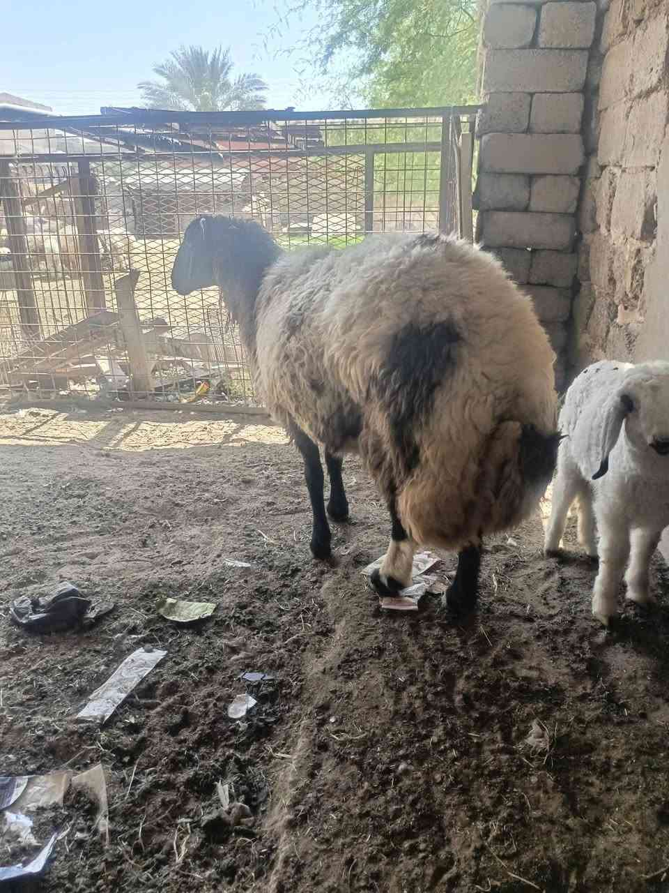 ورجينه مطفل وراها فطيمه صوره حيل حلوه
ثاني بطن   رقم واحد 

خشانه فول 

سمينه تطلع فوك ٤٥  كيلو الحم صافي

مكاني صلاح الدين بيجي قرب مطعم الزيتون

***********

