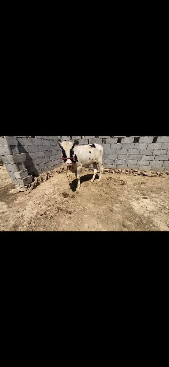 عجل فريزي للبيع مكاني سماوه بداحره شراي يجي خاص


**إذا كنت صاحب هذا الإعلان وتريد حذفه لأي سبب، رجاءا أرسل رسالة إلى الدعم الفني**