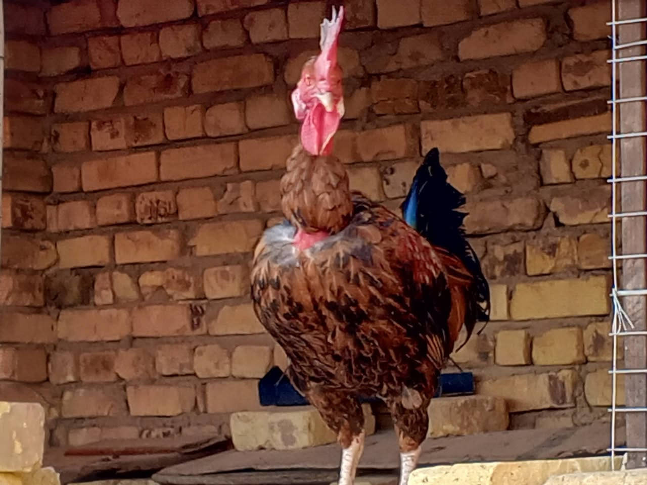 ديچ ابو رگيبه للبيع السعر 16 وبي مجال مكاني الفهود ***********
