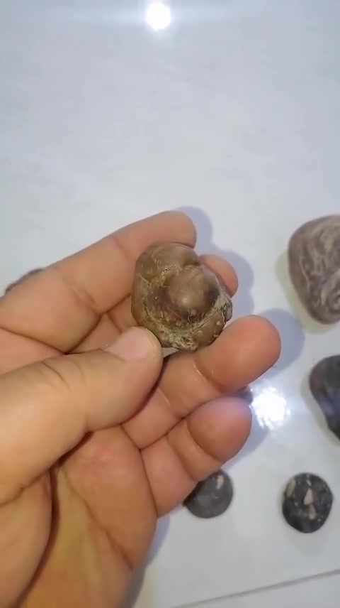 قبل قليل وصلن بعدهم بدون تنظيف 
البيع للكل 
تواصل واتساب 
‎***********
