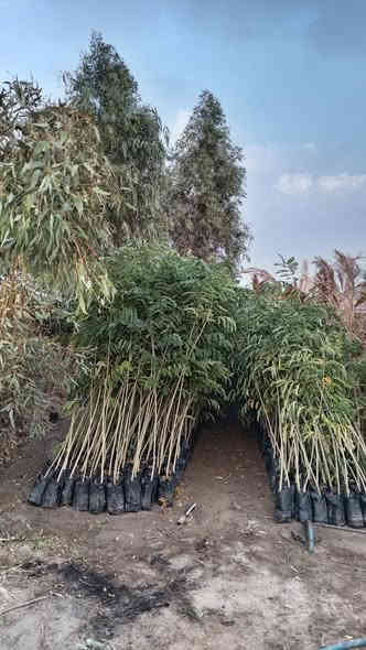 السلام عليكم متوفر الدينا جميع انواع الشتلات بسعر جمله الأسعار مناسبه العنوان الحمزه الشرقي بشبلاويات يم معمل السكر عمود 272، (***********)
