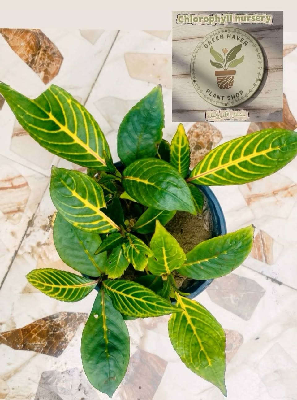متوفر نباتات بأسعار مناسبه @إشارة


**إذا كنت صاحب هذا الإعلان وتريد حذفه لأي سبب، رجاءا أرسل رسالة إلى الدعم الفني**