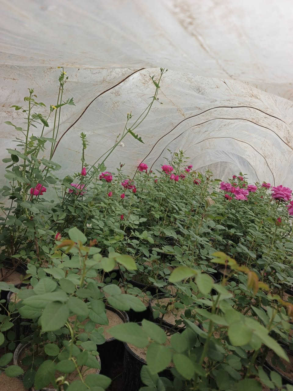 اللهم صلي على محمد وآل محمد
يتوفر جوري سلطاني عطري سعر سندانه 19 الف وربع 
او سندانه 21 اب الف ونص جمله 
العنوان حله طريق الدبله يتوفر خدمة توصيل داخل الحله 
محافظات جمله فقط


**إذا كنت صاحب هذا الإعلان وتريد حذفه لأي سبب، رجاءا أرسل رسالة إلى الدعم الفني**